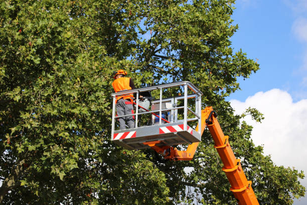 Tree and Shrub Care in Salina, KS